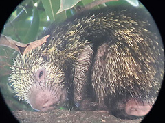 Coendou mexicanus