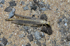 Myrmecaelurini