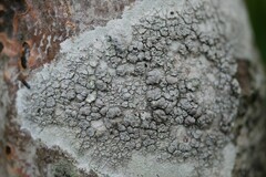 Lecanora carpinea