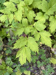Actaea rubra neglecta