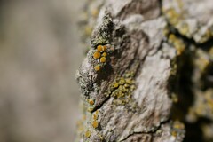 Polycauliona phlogina