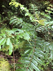 Zanthoxylum ailanthoides