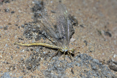 Myrmecaelurini