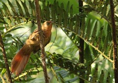 Phacellodomus erythrophthalmus