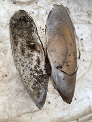 Strophitus undulatus