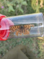 Melitaea