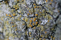 Polycauliona phlogina