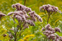 Eutrochium maculatum