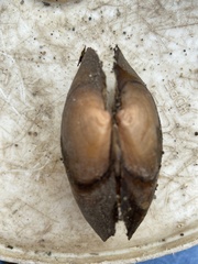 Strophitus undulatus
