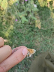 Melitaea