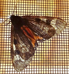 Dysschema leucophaea