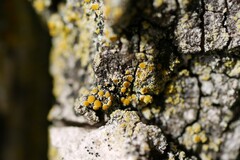 Polycauliona phlogina