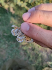 Melitaea