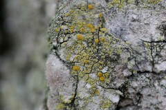 Polycauliona phlogina