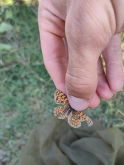 Melitaea