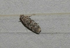 Gelechia versutella