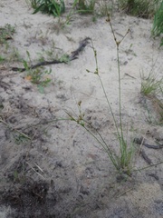 Juncus tenuis