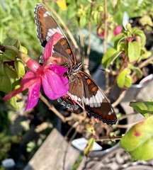 Limenitis arthemis arthemis