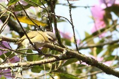 Vireo chivi