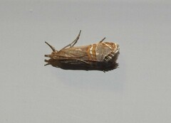 Euchromius californicalis