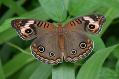 Junonia