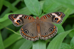 Junonia