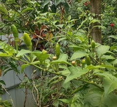 Capsicum annuum
