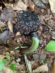 Symplocarpus foetidus