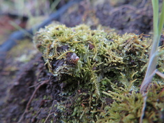 Lophocolea bidentata