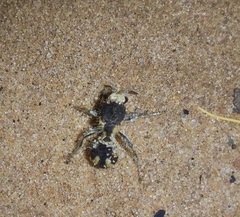 Traumatomutilla bifurca