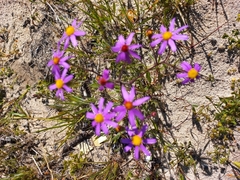 Senecio elegans