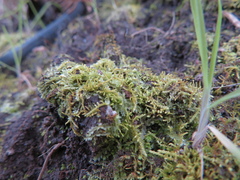 Thuidiopsis