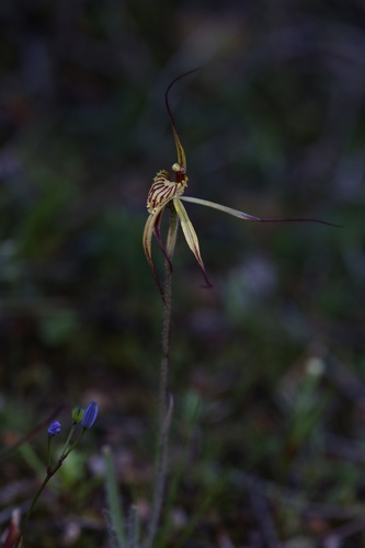 Image of Caladenia caesarea by (c) Hugo Innes, some rights reserved (CC BY)