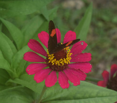 Heliconius erato