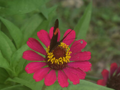 Heliconius erato