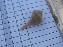 Sinistrofulgur sinistrum