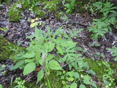 Bidens discoidea