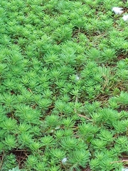 Myriophyllum aquaticum