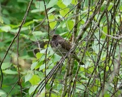 Turdus atrogularis