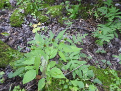 Bidens discoidea