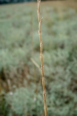 Thinopyrum elongatum