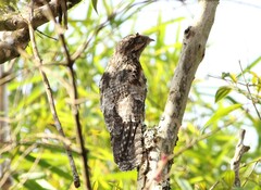 Nyctibius griseus
