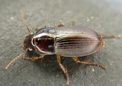 Harpalus autumnalis