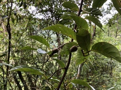 Actinidia callosa discolor