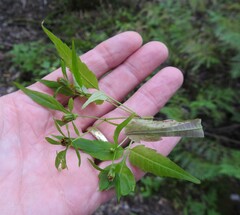 Bidens discoidea