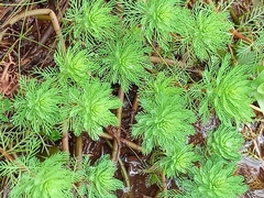 Myriophyllum aquaticum