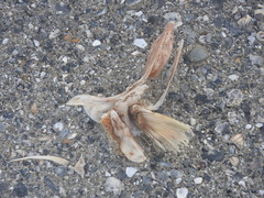 Sciaenidae