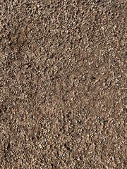 Pogonomyrmex barbatus