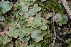 Lunularia cruciata