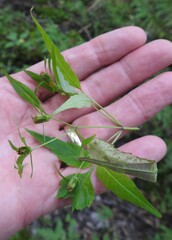 Bidens discoidea